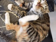 -平行世界·猫咖(首经贸店)