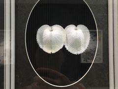 -青岛贝壳博物馆