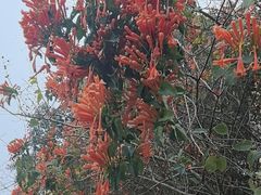 -云溪植物园