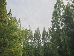-东平国家森林公园