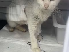 -爱侣宠医·鹦鹉专科·小型哺乳类·异宠专科(灵石路店)