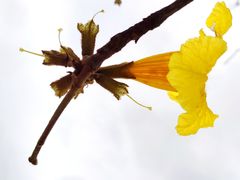 -天适樱花悠乐园