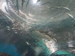 -海合安武汉极地海洋公园