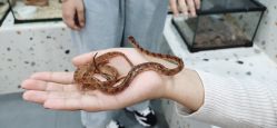 -Moni星球萌宠·小马宝莉·灵蛇·高端高阶全萌宠互动体验俱乐部(红豆国际广场店)