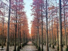-泗洪洪泽湖湿地景区