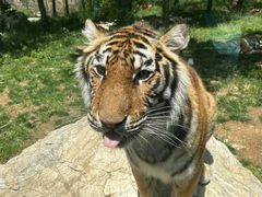 -栾川竹海野生动物园