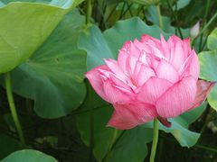 -池杉湖湿地公园