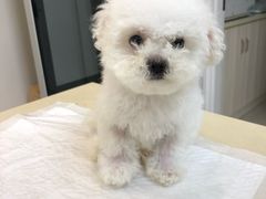 -瑞派康怡24h宠物医院·犬猫医疗中心·微创绝育(瑞景分院)