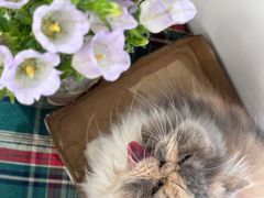 -有猫主题·治愈系猫咖(曾厝垵店)