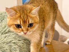 -有喵·猫咖·狗咖·30几只猫10只小狗(岗厦店)