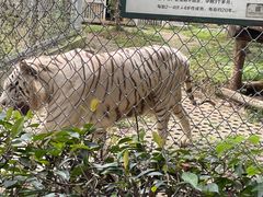 -合肥野生动物园