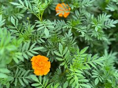 -燕郊植物园