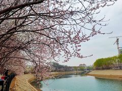 -桃花堤公园