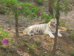 -石家庄市动物园