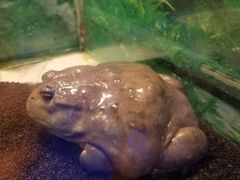 -上海大自然野生昆虫馆(东方明珠·爬宠昆虫探索中心)