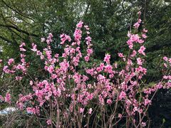 -上海市龙华烈士陵园