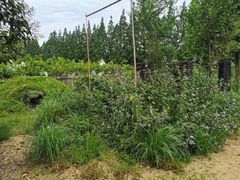 -前小桔亲子创意农场·草莓采摘·露营烧烤