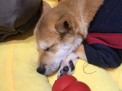 -逗柴咖啡屋·狗咖猫咖宠物桌游