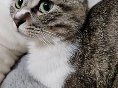-瑞派雷欧宠物医院·24h夜诊·心脏骨科牙科·全科重症转诊中心(无影山店)