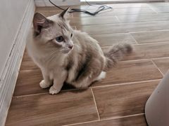 -李小姐の猫咖啡馆(五角场店)