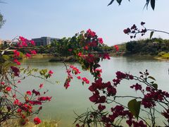-福田红树林生态公园