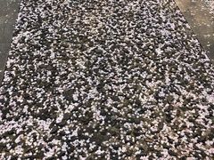 -映月湖中央公园