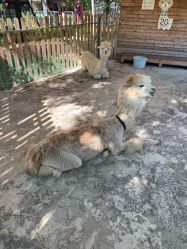 -萌宠亲子动物乐园(槐房万达店)