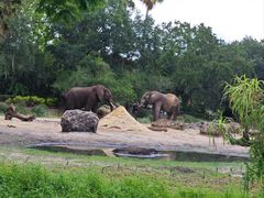 -奥兰多迪士尼动物王国乐园