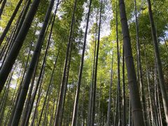 -树山生态村