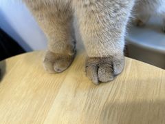 -有喵·猫咖·狗咖·30几只猫10只小狗(岗厦店)