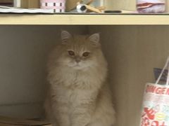 -爱佳宠物中心医院24H·CT·骨外科·猫专科(瑶海万达店)