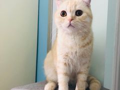 -瑞派名望志远动物医院·猫科·內科·异宠专科(直港大道店)
