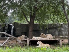 -北京野生动物园