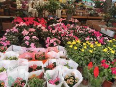 -曲阳花鸟市场(曲阳路店)