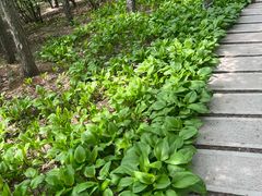 -长春市南湖公园