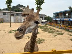 -西霞口神雕山野生动物世界