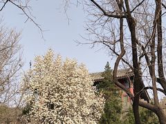 -香山公园