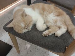 -喵园·猫主题咖啡厅·撸猫·猫咖(国贸店)