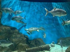 -福州罗源湾海洋世界旅游区
