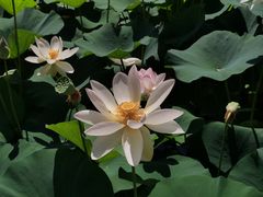 -莲花池公园