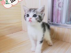 -十年猫舍·猫咪专门店(普陀店)