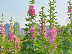 -广西壮族自治区药用植物园