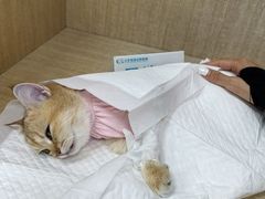 -北京观赏动物医院·24小时大型综合·猫专科·异宠专科