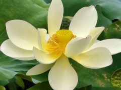 -文华公园(禅城区)