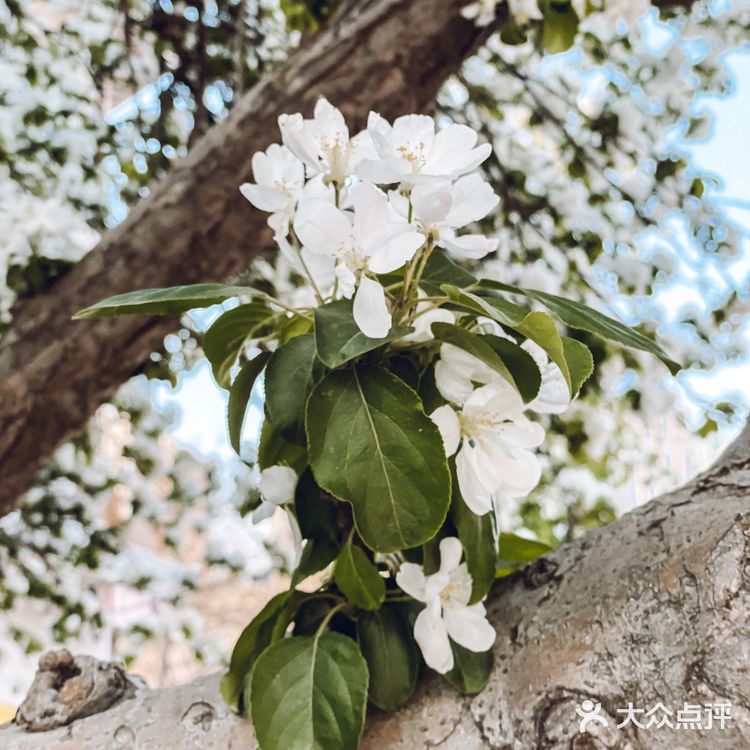 赏花攻略|绝美的白色海棠树下太浪漫了'🤍