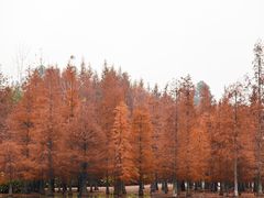 -白鹭湾湿地公园