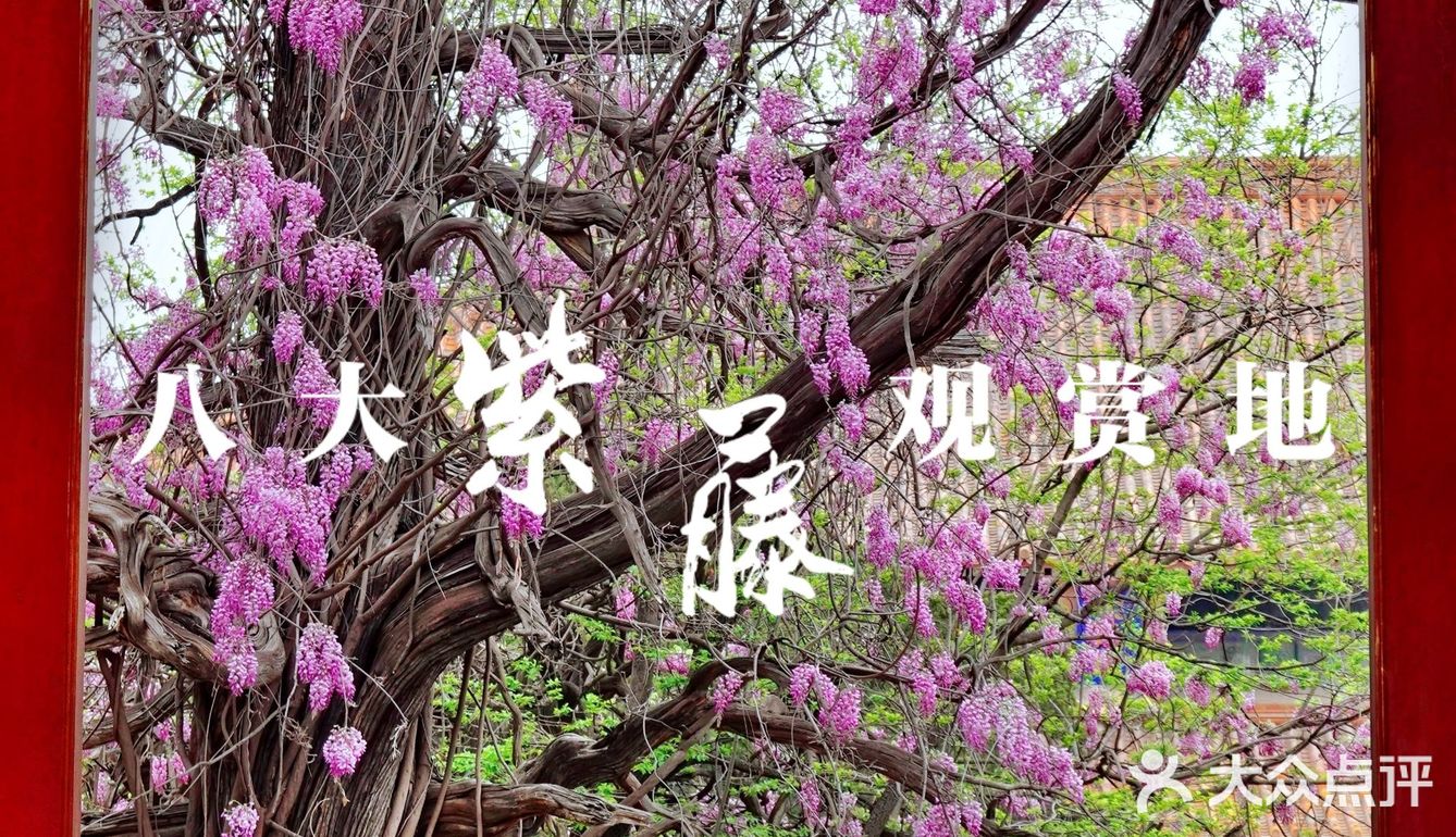 北京紫藤观赏攻略｜8大最佳宝藏地