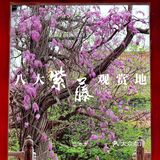 北京紫藤观赏攻略｜8大最佳宝藏地