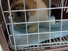 -联合动物医院(光谷诊疗中心)