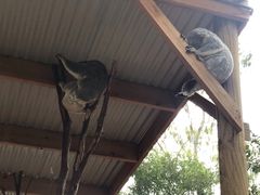 -费瑟代尔野生动物园